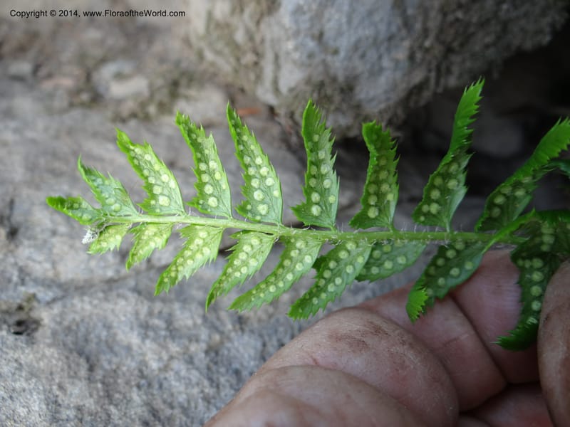 Polystichum lonchitis, Ertter, B 21631--ID. Idaho Co. Lava Ridge Trail. 21 Aug 2013. DSC07258 (147).JPG