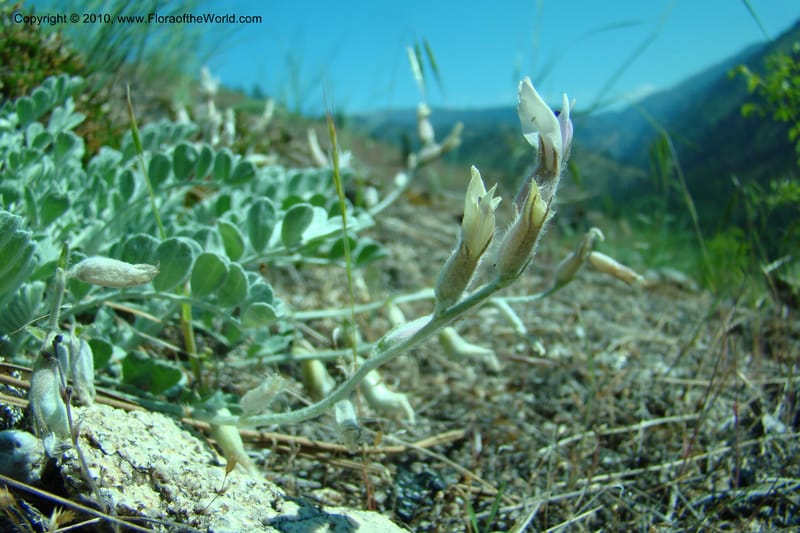 Astragalus purshii, C. Davidson 11372--Idaho. Idaho Co. Salmon River. Polly Bemis Ranch. 27 May 2009. 124.jpg