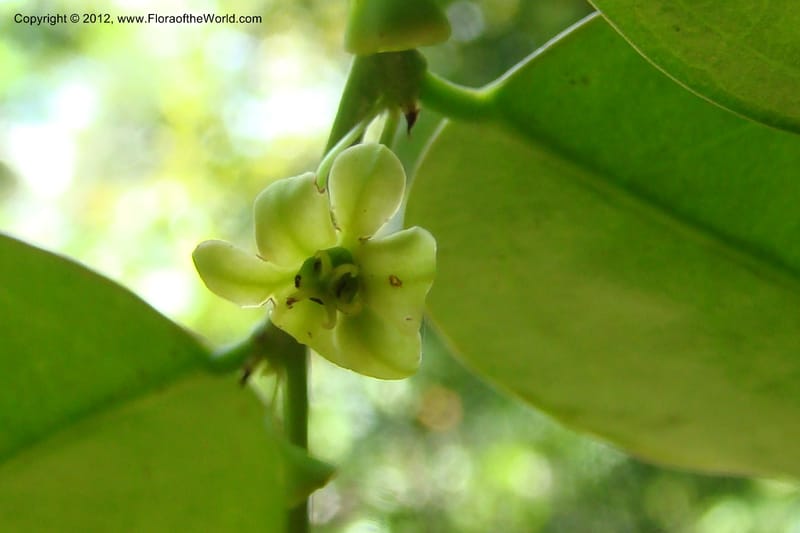 Sauropus, Regalado 1753--Viet Nam. Thua Thien Hue Prov. Phu Loc Distr. Bach Ma. 13 Apr 09. 416 (6).jpg