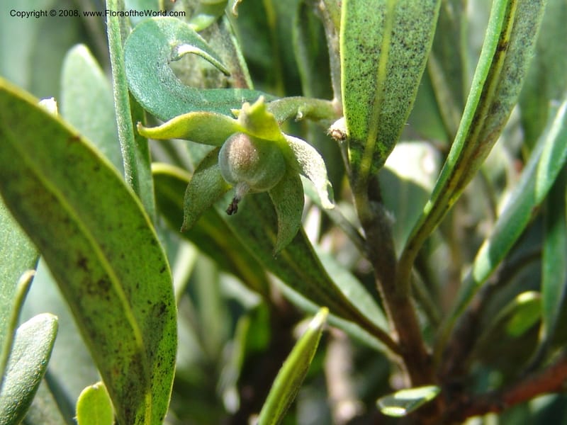 Diospyros dichrophylla--So.Africa. E. Cape. Waringham Farm, Quanti Area, Stut. 8 Mch 05. 388.jpg