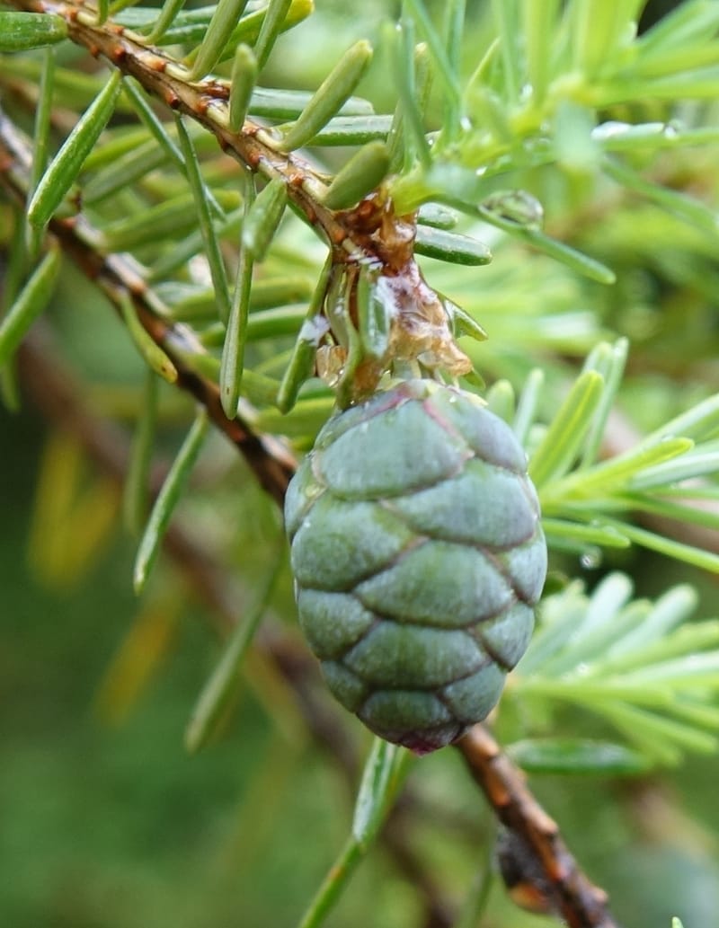 Tsuga chinensis, Tseng Yu-Hsin 1332--Taiwan. Taroko Nat. Park. Mt. Bilu Trail. 21 May 2016.  (184).JPG