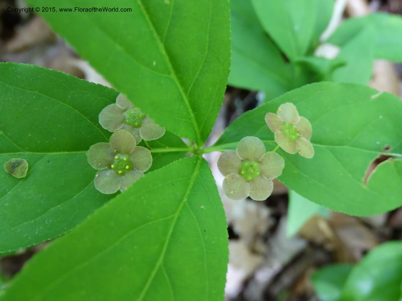 Euonymus obovatus, Davidson, C 12987--North Carolina. Clay Co. Perry Gap Rd, Barnard's Cr. 13 May 2015. DSC04860 (226).JPG