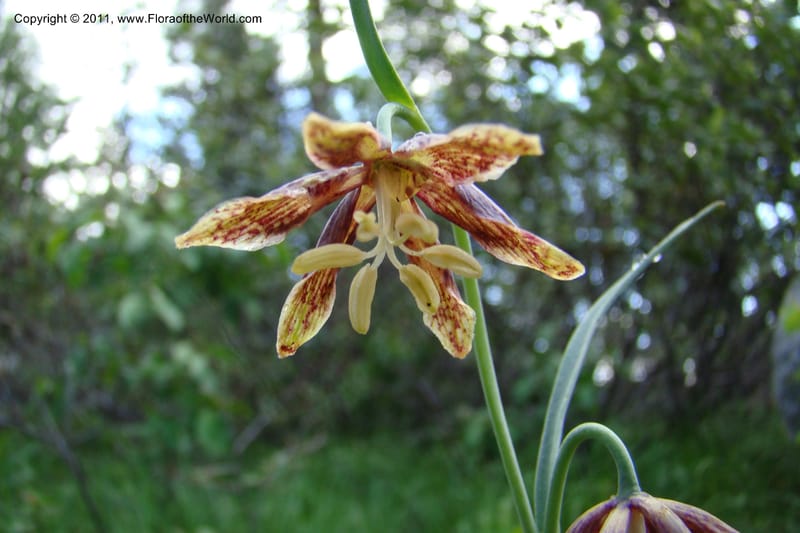 Fritillaria atropurpurea, C. Davidson 11437--Idaho. Valley Co. Payette Lake. Sylvan Beach. 7 June 2009. 026.jpg