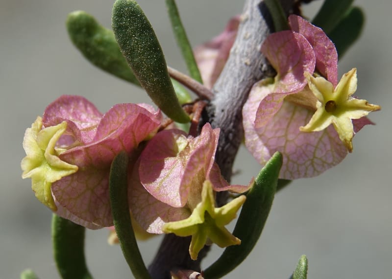Bougainvillea spinosa, Fortunato 13089--Argentina. Hwy 150 W of Jachal. 5 Feb 2018. DSC08346 (98).JPG
