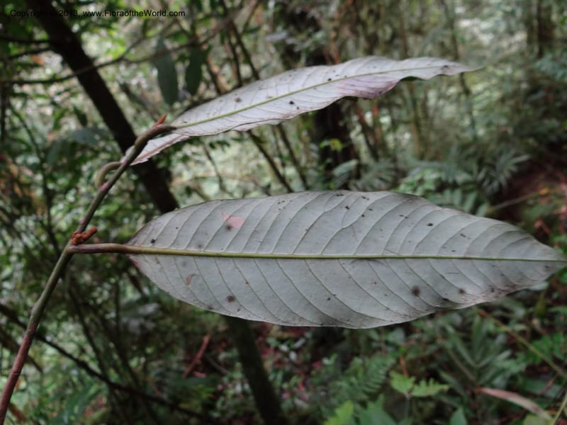 Knema, SAN.153211--Malaysia, Sabah. Mt. Kinabalu. 5 Apr 2012. DSC06767 (160).JPG