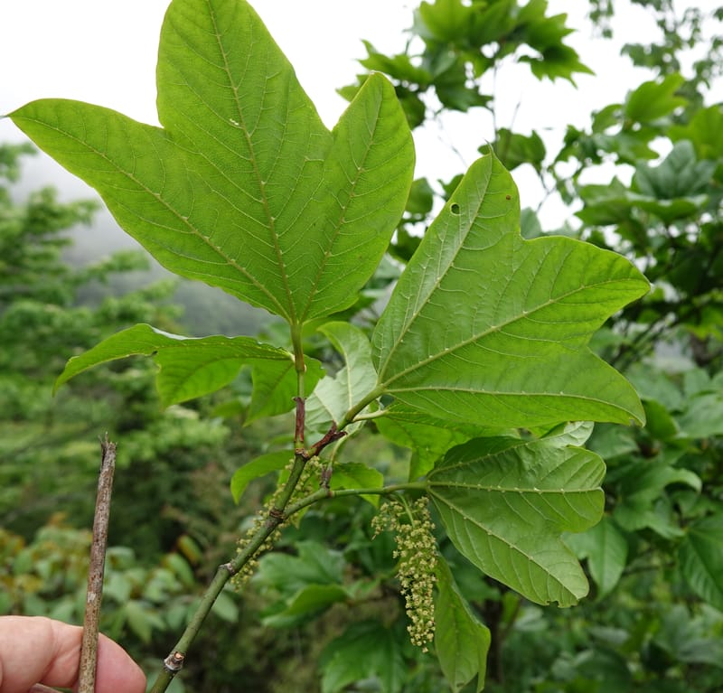 Acer davidii, D. Boufford 44097--China. Yunnan. Ci Wu Duan Rd. Stop 2. 29 Apr 2018. DSC00344 (106).JPG
