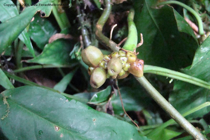 Culcasia falcifolia, WKindeketa2987--Tanz. Rungwe Distr. Rungwe For. Res. 24 Jan 08. 169.jpg