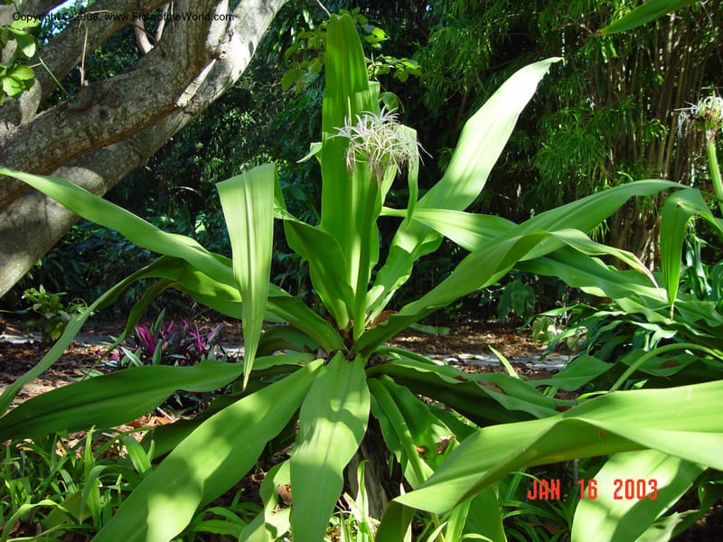 Crinum asiaticum--FL.  Fairchild Tropical Gard. 15 Jan 03. 085.jpg