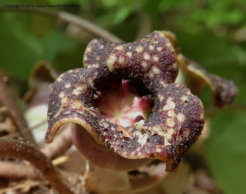 Asarum minus, Davidson, C 13010--Tennessee. Greene Co. Paint Rock, Paint Cr. 15 May 2016 (49).JPG