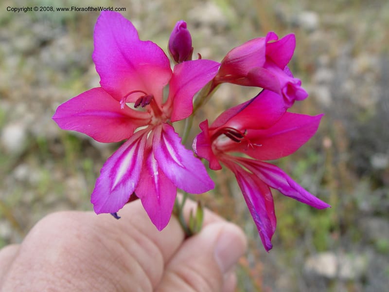Gladiolus illyricus--Spain. Almeria Prv. Cabo de Gata. Playa de Playazo. 16 Apr 04. 147.jpg