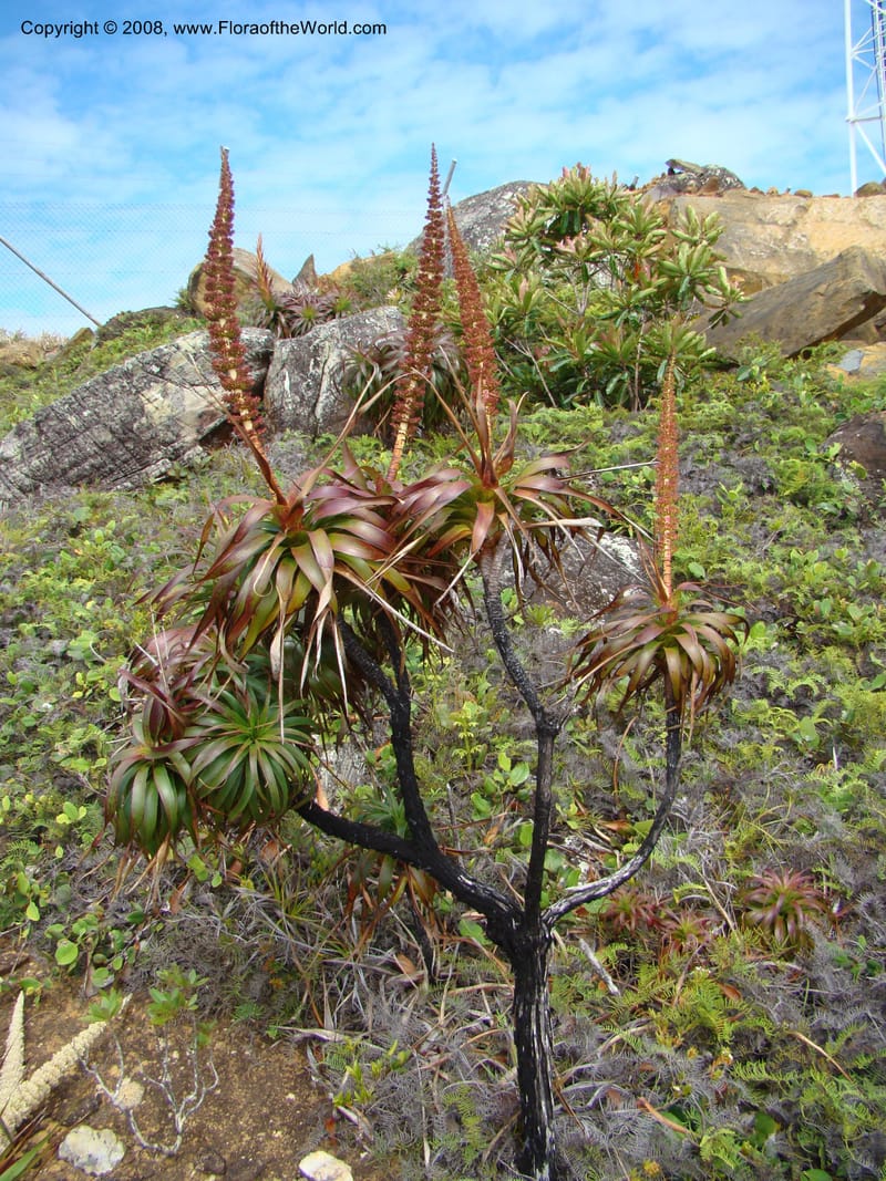 Dracophyllum verticillatum, JMunzinger4771--New Caledonia. Col d'Amoss. 14 Nov 07. 022.jpg