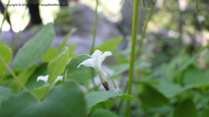 Vancouveria hexandra, C. Davidson 11779--OR. Multnomah Co. Mt. Hood. 16 August 2010. 043 (45).jpg