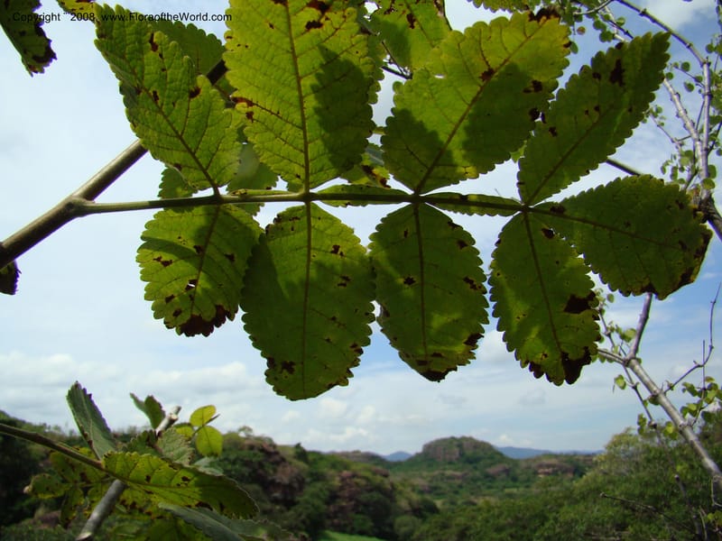 Bursera diversifolia, NMartinezM2420--MX. Chiapas. Jiquipilas. Cerro el Campanario. 14 Sep 08. 137.jpg