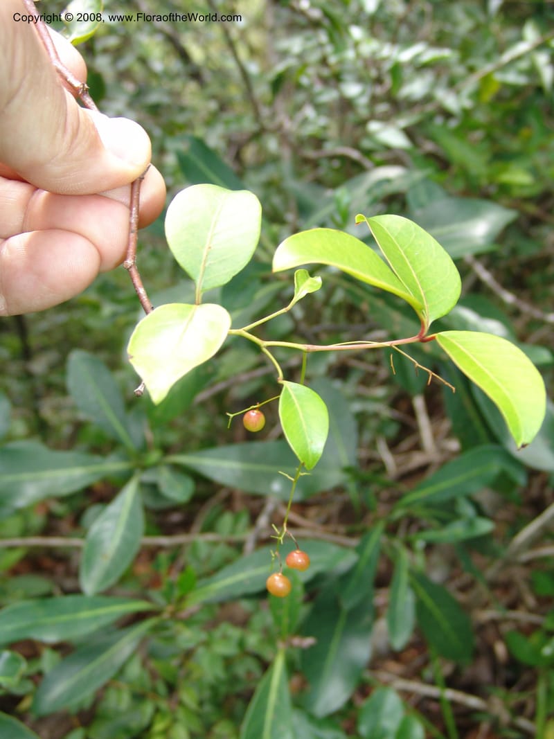 Rhus acocksii--So.Africa. E. Cape. Umtamvuna Nat. Res. 11 Mch 05. 419.jpg