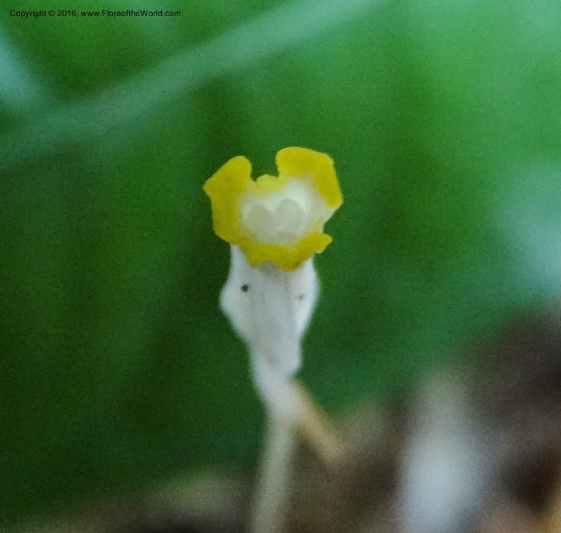 Gymnosiphon, Davidson, C 12890--Sabah. Sapa Paya For. Res. 23 Mar 2015. DSC00001 (188).JPG