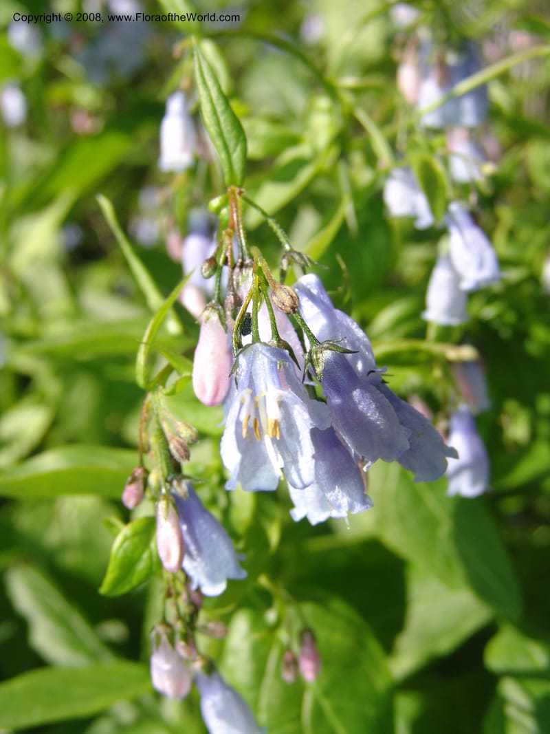 Mertensia paniculata, CDavidson11074--ID. Valley Co. Crestline Trail Rd., N of Payette Lake. 15 Jun 07 092.jpg