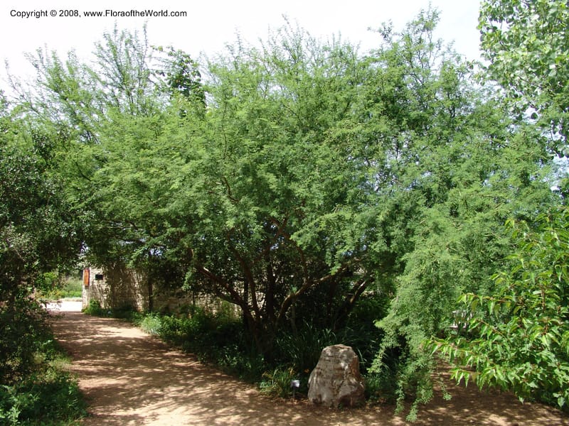 Acacia farnesiana--TX. Johnson Wildflower Center. 13 Jun 04. 004.jpg