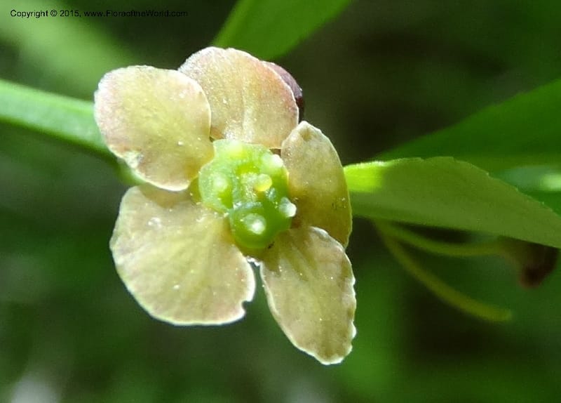 Euonymus obovatus, Davidson, C 12987--North Carolina. Clay Co. Perry Gap Rd, Barnard's Cr. 13 May 2015. DSC04860 (210).JPG