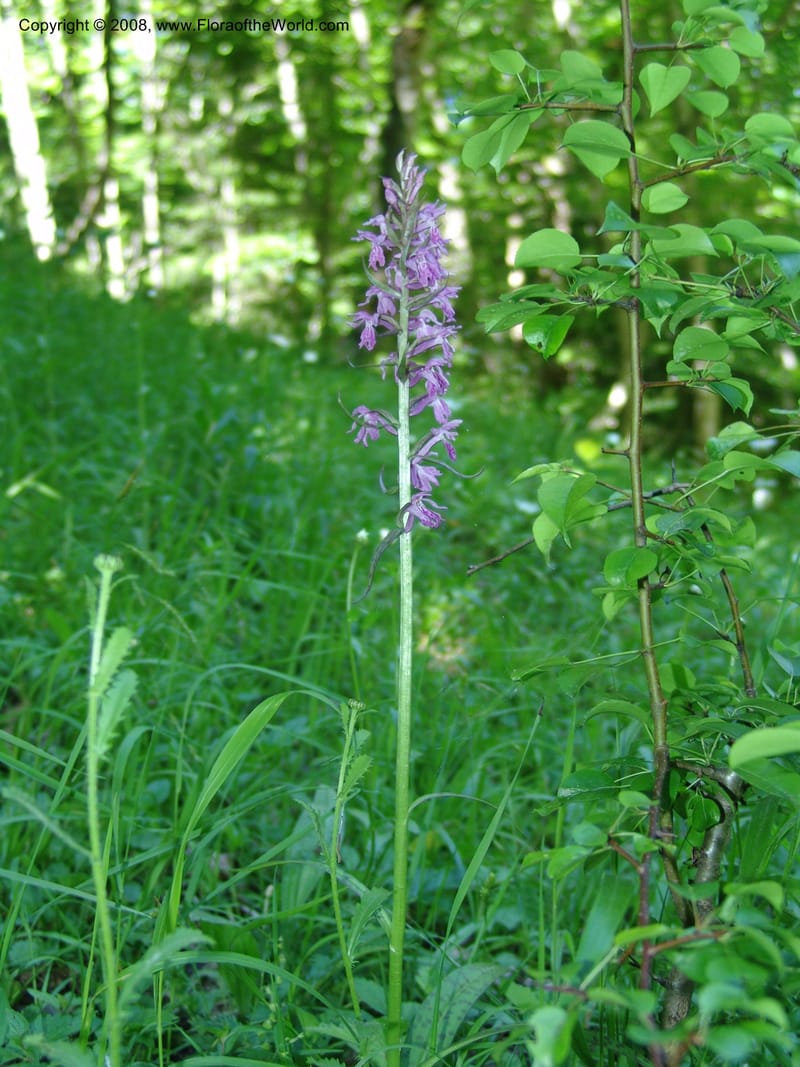 Dactylorhiza euxina--Georgia. Borjomi-Kharagauli Nat. Pk. 8  Jun 05. 121.jpg
