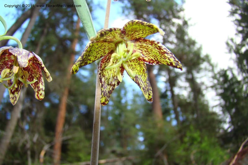 Fritillaria atropurpurea, C. Davidson 11437--Idaho. Valley Co. Payette Lake. Sylvan Beach. 7 June 2009. 038.jpg