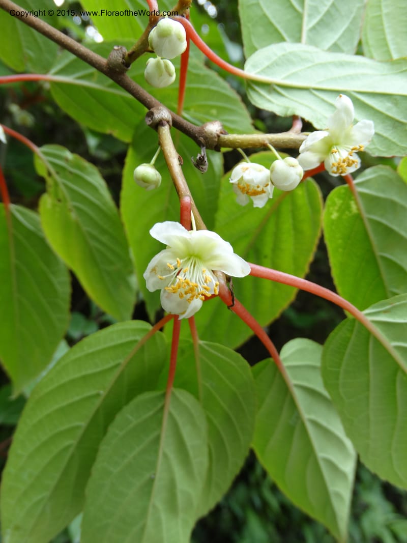 Actinidia, Boufford, D 43714--China. Sichuan. GanYangGou Rd. Km marker 7. 13 May 2014. DSC05676 (93).JPG