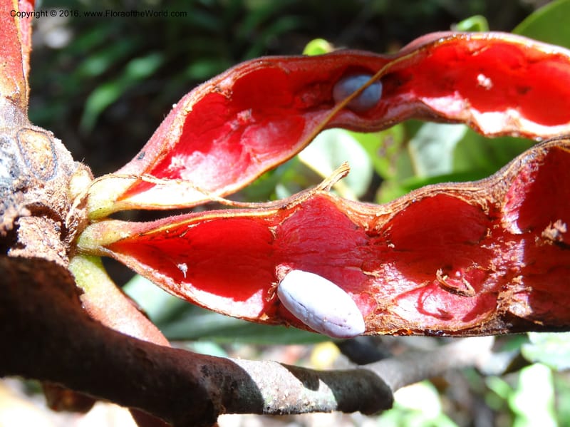 Xylopia, Davidson, C 12902--Sabah. Sugut F. R. 25 Mar 2015. DSC00320 (103).JPG