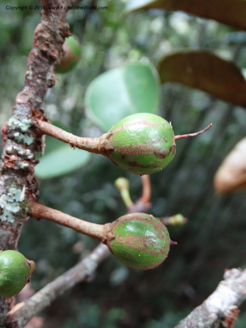 Palaquium, Davidson, C 12740--Sabah. Mt. Kinabalu. Bundu Tuhan Trail. 11 Oct 2014. DSC04153 (140).JPG