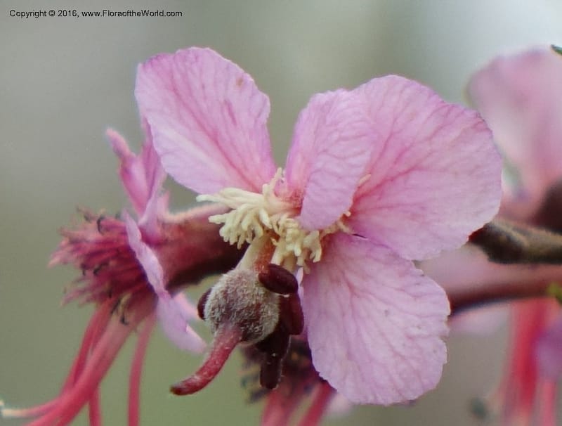 Ungnadia speciosa, Davidson, C 13072--Texas. Galveston. 18 Mar 2016. DSC00038 (47).JPG