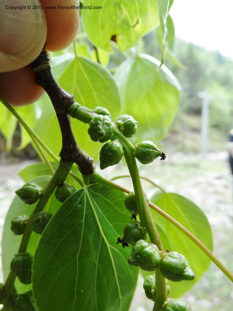 Populus, Boufford, D 43740--China. Sichuan. XinZhaZi Gou. 14 May 2014. DSC06426 (16).JPG