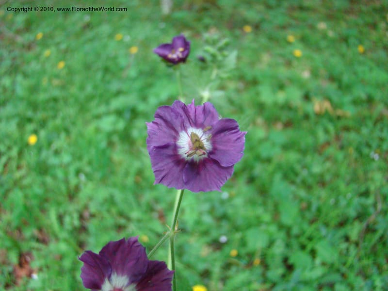 Geranium phaeum, C. Davidson 112037--Slovenia,Gorenska Region, Kamniska Bistrica, 19 May 2008 017 (1).jpg