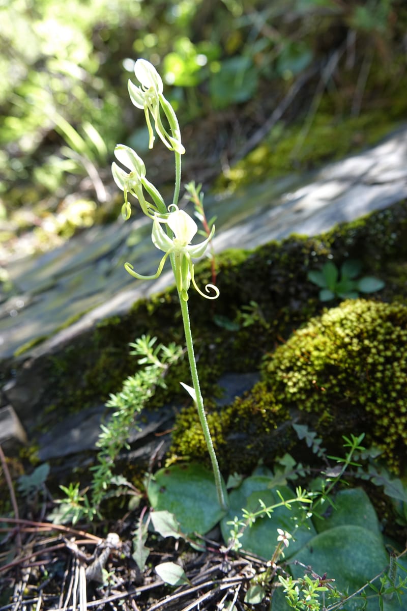 Habenaria, not collected--China. Sichuan. Yibailingba-gou. 12 Aug 2017. DSC04660 (363).JPG