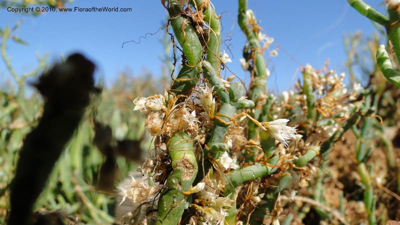Cuscuta salina, C. Davidson 11802--CA. Alameda Co. Radio Beach, N of Bay Bridge toll plaza. 2 Sept 2010. 220 (33).jpg