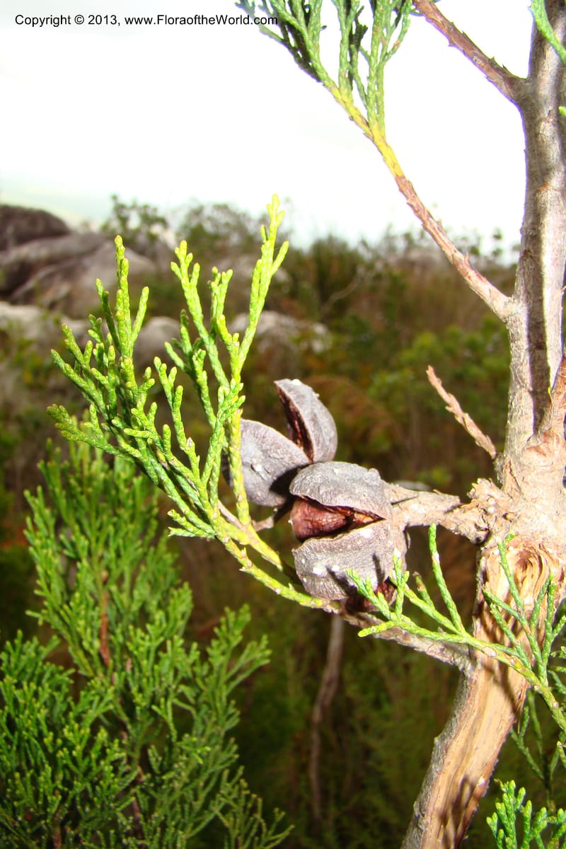 Widdringtonia nodiflora, C. Davidson 11500--South Africa. Marloth Nat. Res. Langeberg Mts. 22 Aug 09. 097 (13).jpg