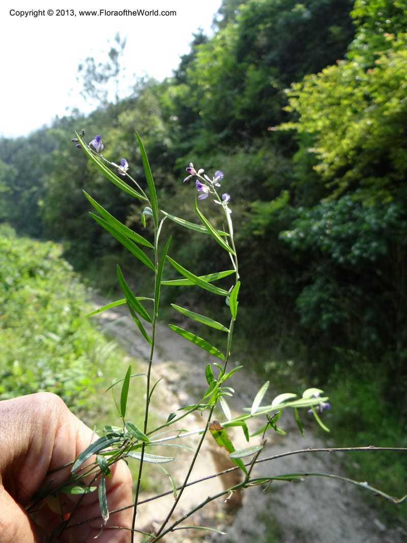 Polygala hongkongensis var. stenophylla, Li Pan 1205288--China. Zhejiang Prov. Shunxi Village. 28 May 2012. DSC00347 (244).JPG