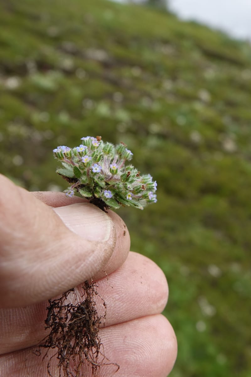 Microcaryum pygmaeum, D. Boufford 44021--China. Sichuan. Daocheng Xian. 14 Aug 2017. DSC05676 (277).JPG