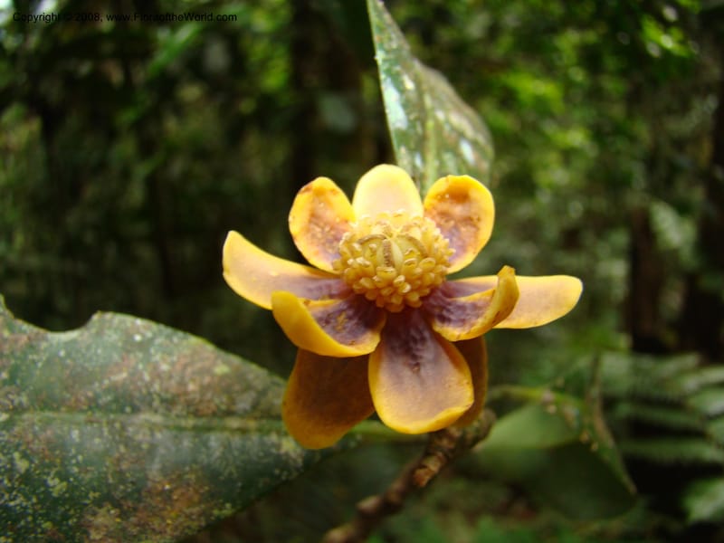 Zygogynum, JMunzinger4868--New Caledonia. Plateau de Dogny. 19 Nov 07. 455.jpg