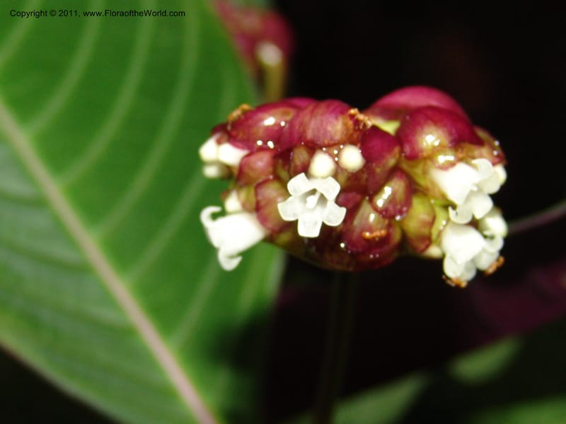 Psychotria oinochrophylla, RVasquez 31535--Peru. Prov. Oxa. Estac. Paujil. Send. El Mirador. 16 Oct 06. 305 (17).jpg