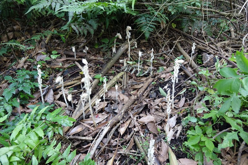 Epipogium roseum, Chung Kuo-Fang 3342--Taiwan. YangMing Shan Nat. Park. 18 May 2016. DSC02685 (206).JPG