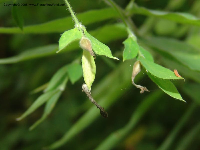 Englerodaphne pilosa--So.Africa. Mpumal. Buffelskloof Private Nat. Res. 17 Mch 05. 293.jpg
