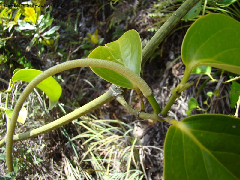 Piper, Munzinger, J 4875--New Caledonia,  Dzumac, 20 Nov 2007,  020 (12).jpg