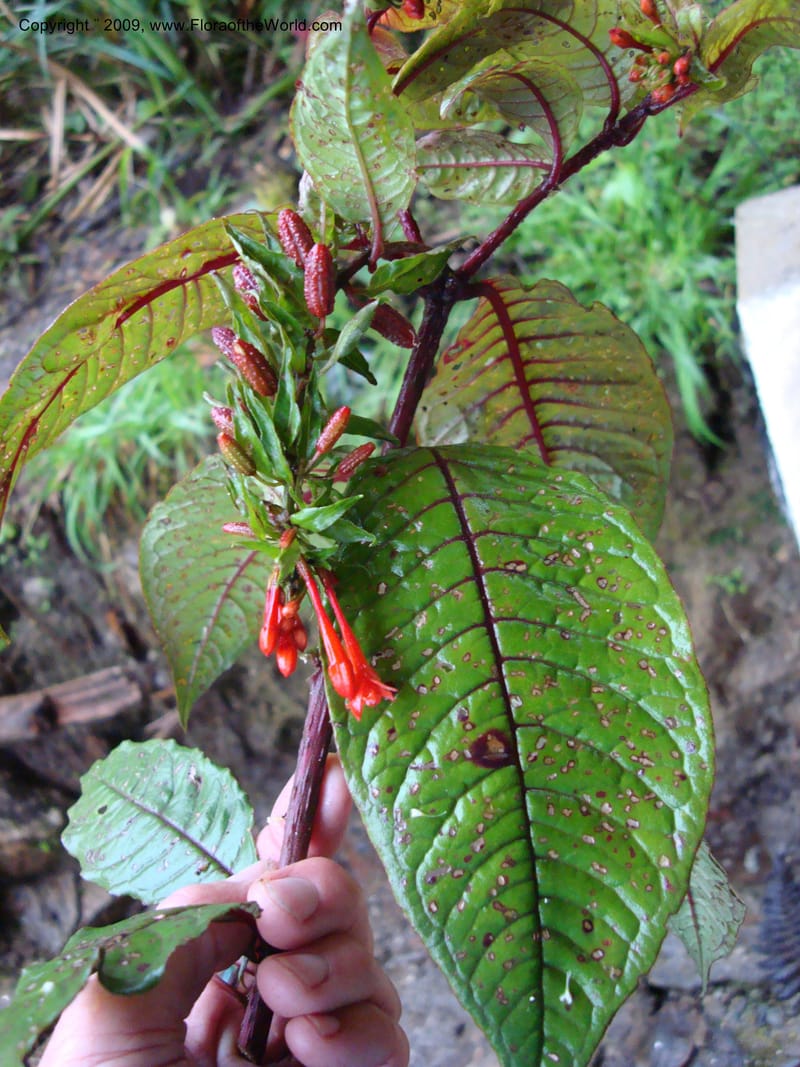 Fuchsia...DN216035,Ecuador.Prov.ZamoraC.Podocarpus,Tapichalaca26Sep2007 154.jpg