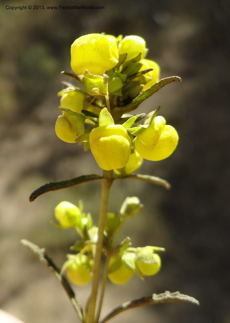 Calceolaria, WDS 34050--Chile. Pichilemu. 13 Feb 2013. DSC00590 (196).JPG