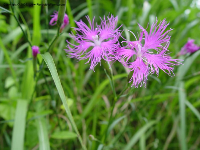 Dianthus superbus--Japan. Honshu. Shiga Pref. Ibukiyama. 18 Jul 03. 002.jpg