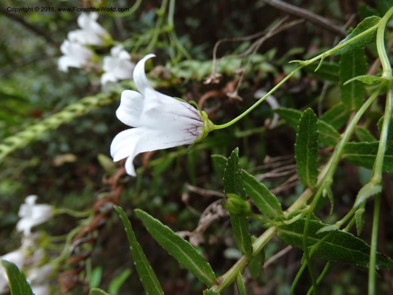 Wahlenbergia fernandeziana, Ricci, M 554.15--Chile. Juan Fernandez. Mirador Selkirk. 23 Feb 2015. DSC09106 (12).JPG