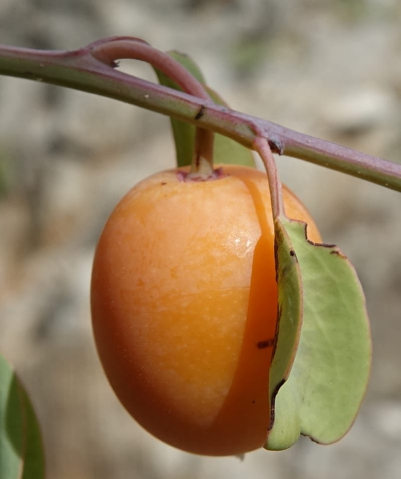 Ximenia americana, Nanyeni 1210--Namibia. C43 S of Opuwo. Odom 76. 21 Mar 2018. DSC02429 (80).JPG