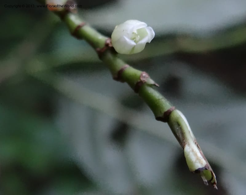 Rinorea, VC 5623--Thailand. Surat Thani Prov. Khlong Phanom Nat. Park. 15 Nov 2012. DSC09389 (74).JPG