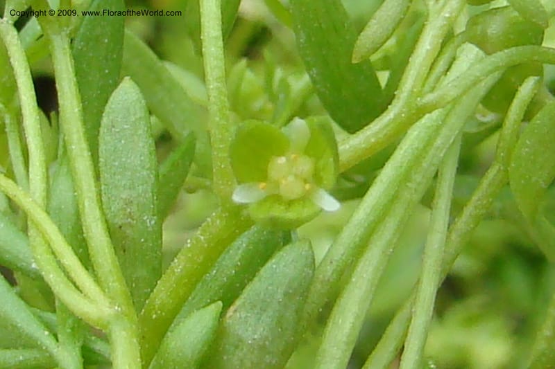 Floerkea proserpinacoides, C. Davidson 11326--Idaho. Elmore Co. Black's Cr. Rd. 1 May 2009 189.jpg