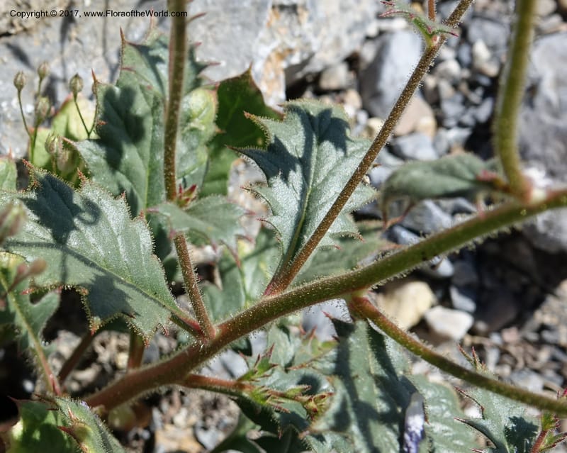 Gilia latifolia, Davidson, C 13078--California. Inyo Co. Last Chance Mts. 16 Apr 2016.  (125).JPG