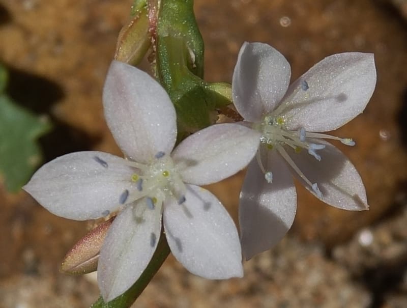 Oxygonum alatum, L. Nanyeni 1143--Namibia. B1 to Rehoboth, Frankie Fredricks St. 15 Mar 2018. DSC00565 (110).JPG