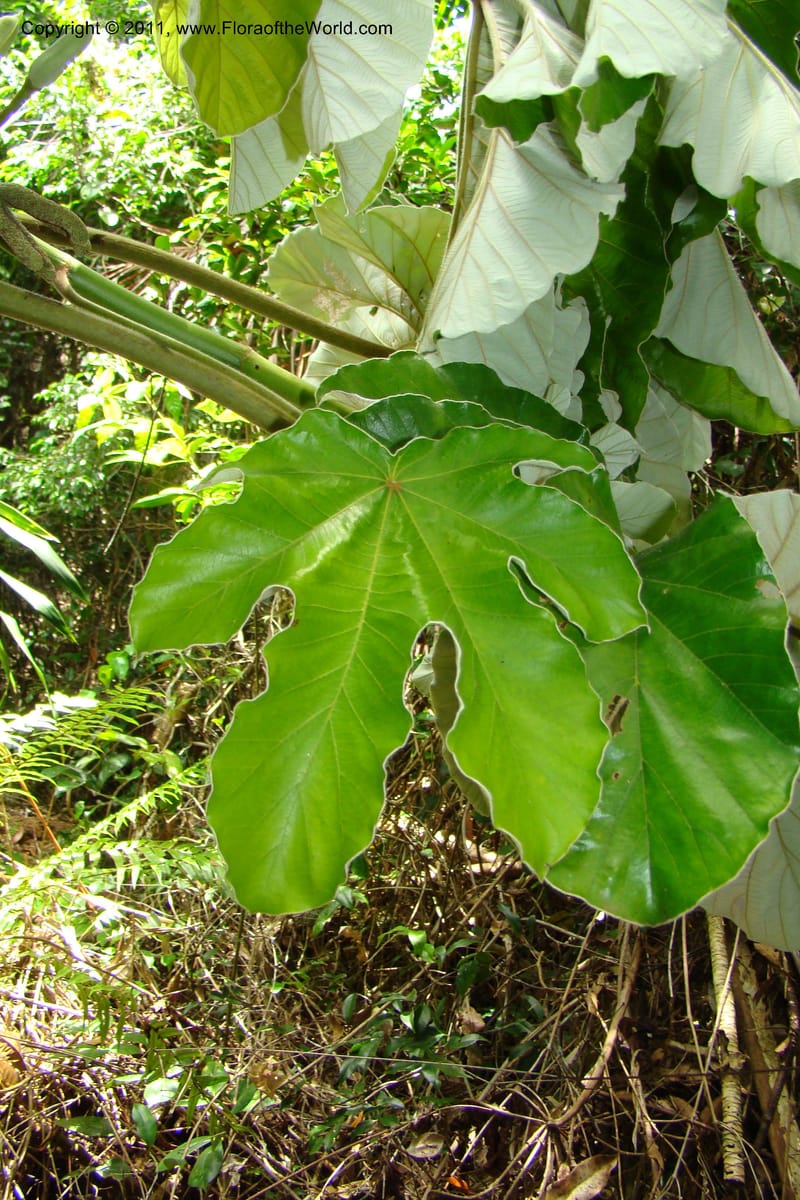 Cecropia peltata, Phillipson 6117--Madagascar. Prov. Fianarantsoa. Manombo Nat. Park. 13 Jan 09. 077 (33).jpg